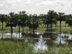 Moriches de los llanos